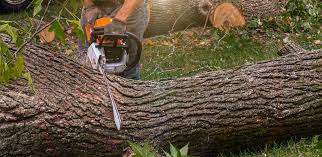 Reliable Hallowell, ME Tree Care Solutions