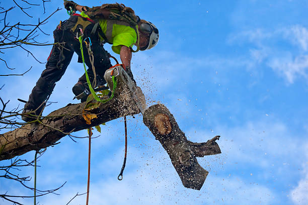How Our Tree Care Process Works  in  Hallowell, ME